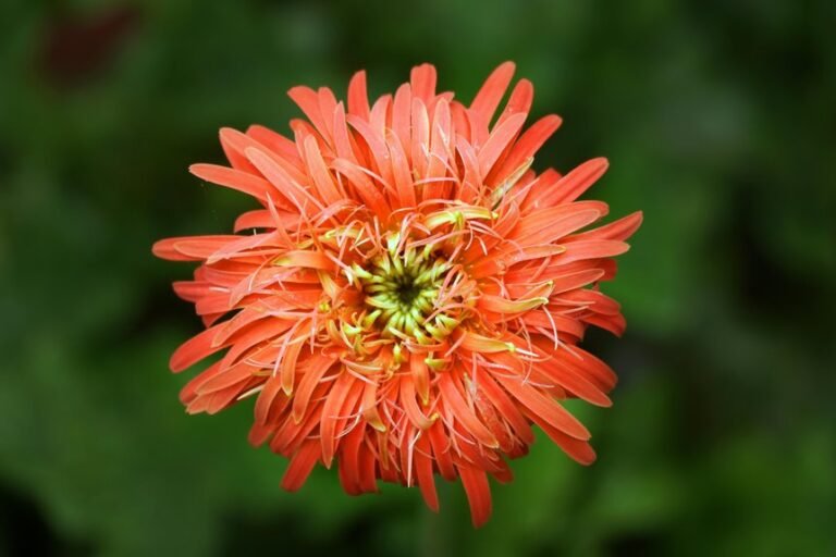 zenith builder digital growth